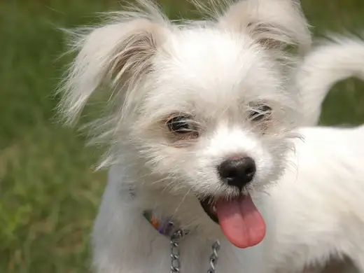 Köpekler