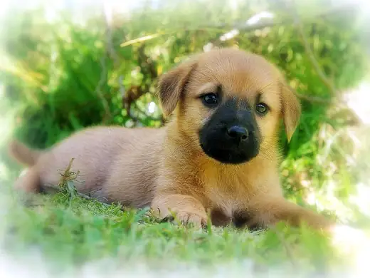 İlk aşılar